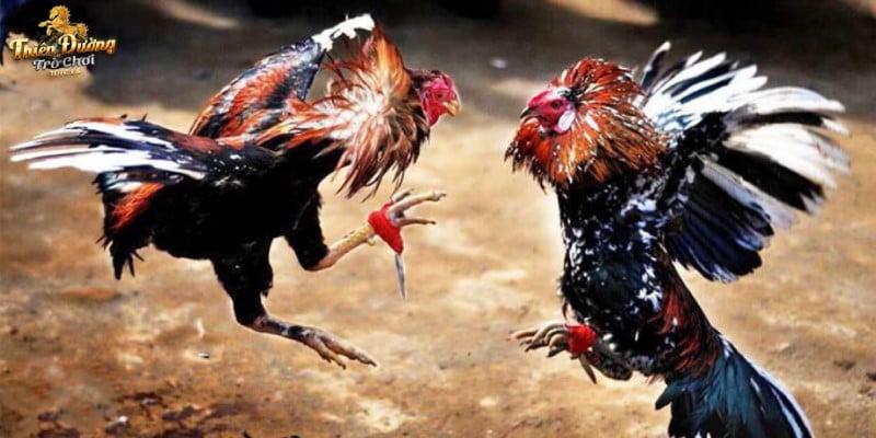 Nhận biết chiến kê tốt khi chơi đá gà Thomo