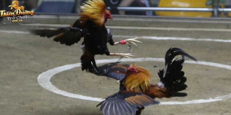 Vài nét tổng quan về đá gà cựa dao