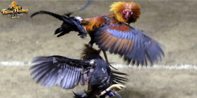 Đá gà cựa dao
