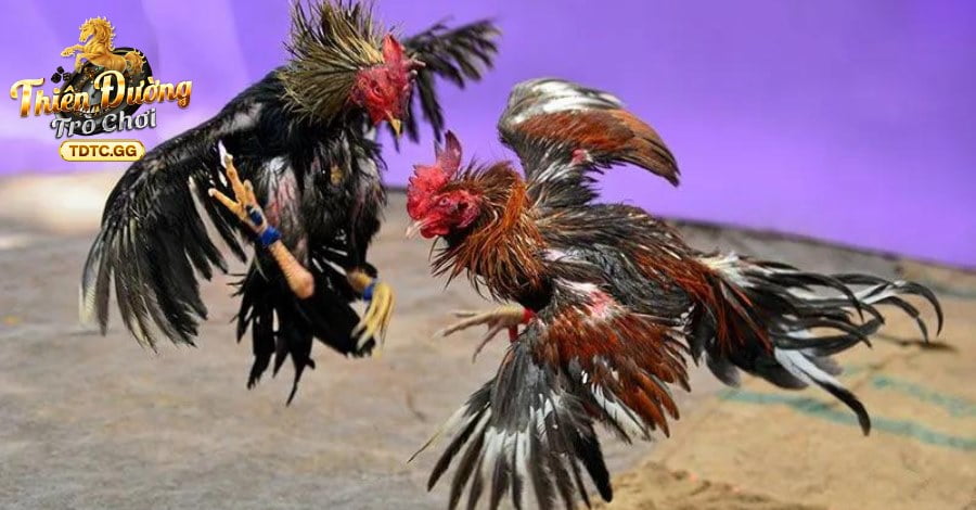 Cơ hội tận hưởng trận đấu mãn nhãn