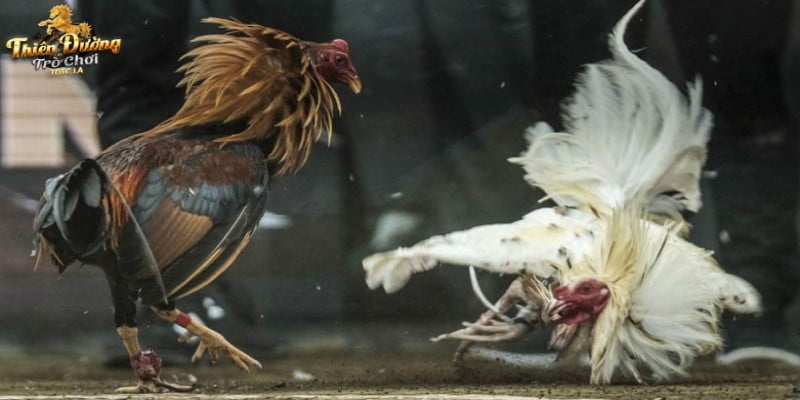 Đá gà thomo hấp dẫn