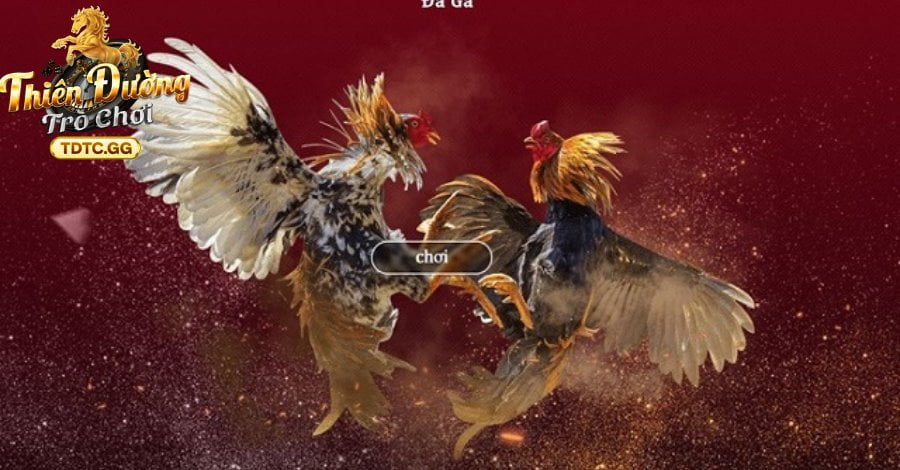 Giới thiệu Đá Gà TDTC là nền tảng gì?