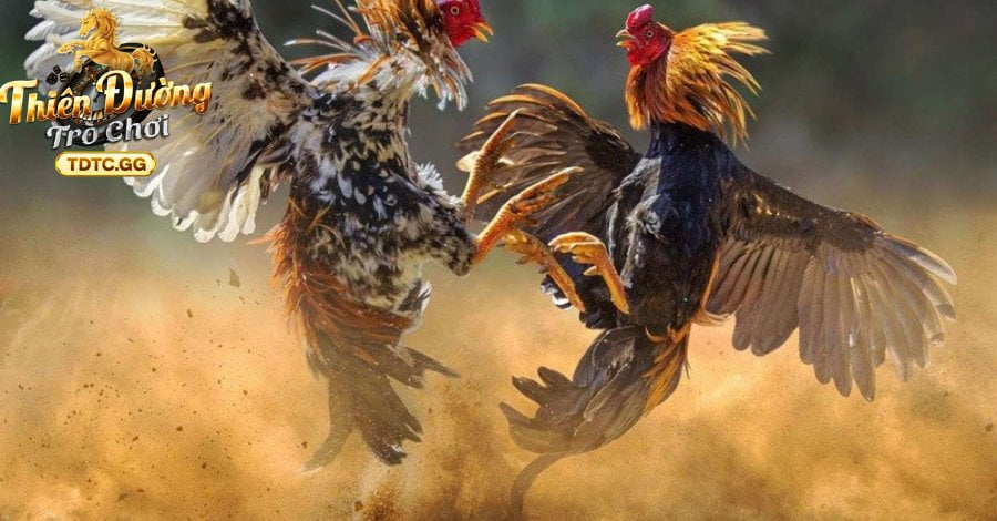 Tham gia nhanh gọn với ứng dụng tiện lợi