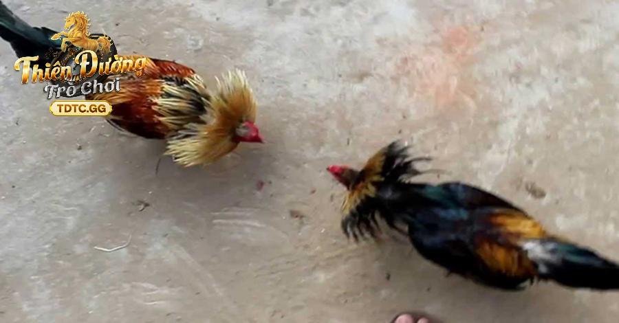 Lý do nên tham gia đá gà tre tại TDTC