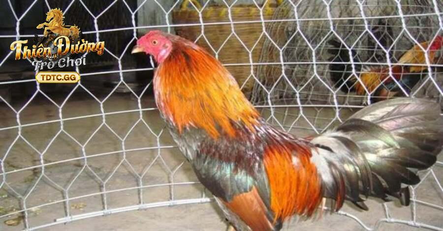 Tiêu chuẩn lựa chọn chiến kê tham gia đá gà tre tại TDTC