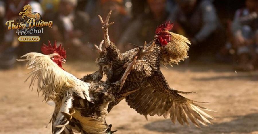 Chơi đá gà thông minh dành cho cao thủ 