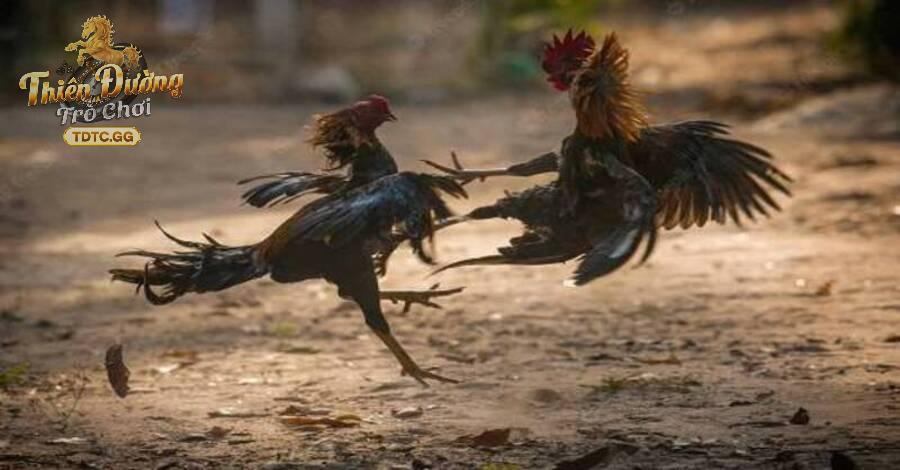 trực tiếp đá gà mộc bài