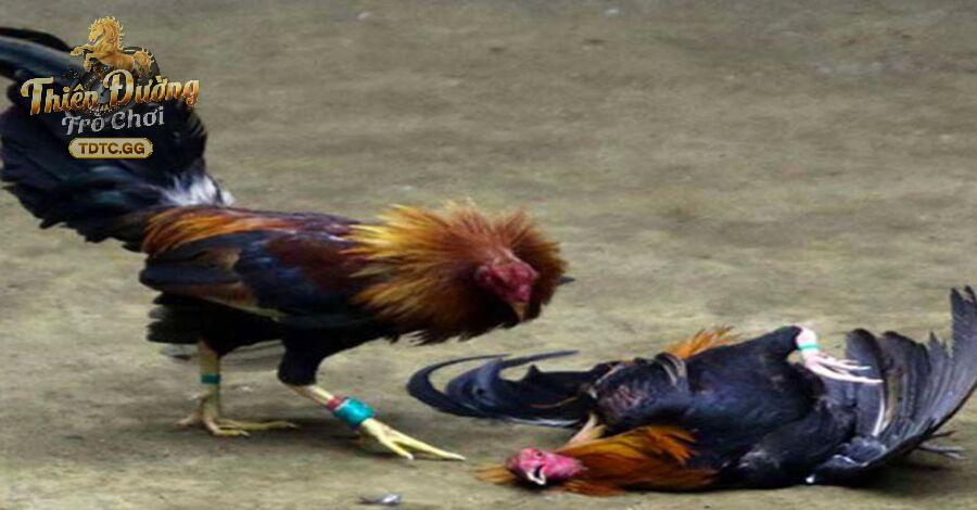 Mọi người tha hồ được xem đá gà trực tiếp hôm nay miễn phí 