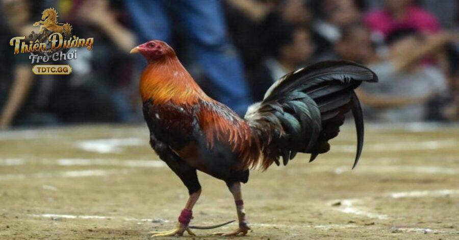 Xem đá gà trực tiếp hôm nay